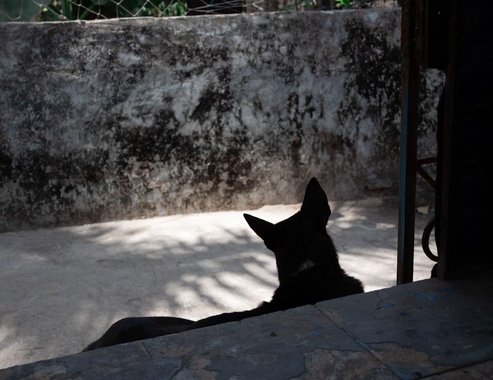 a black dog laying down in the shade