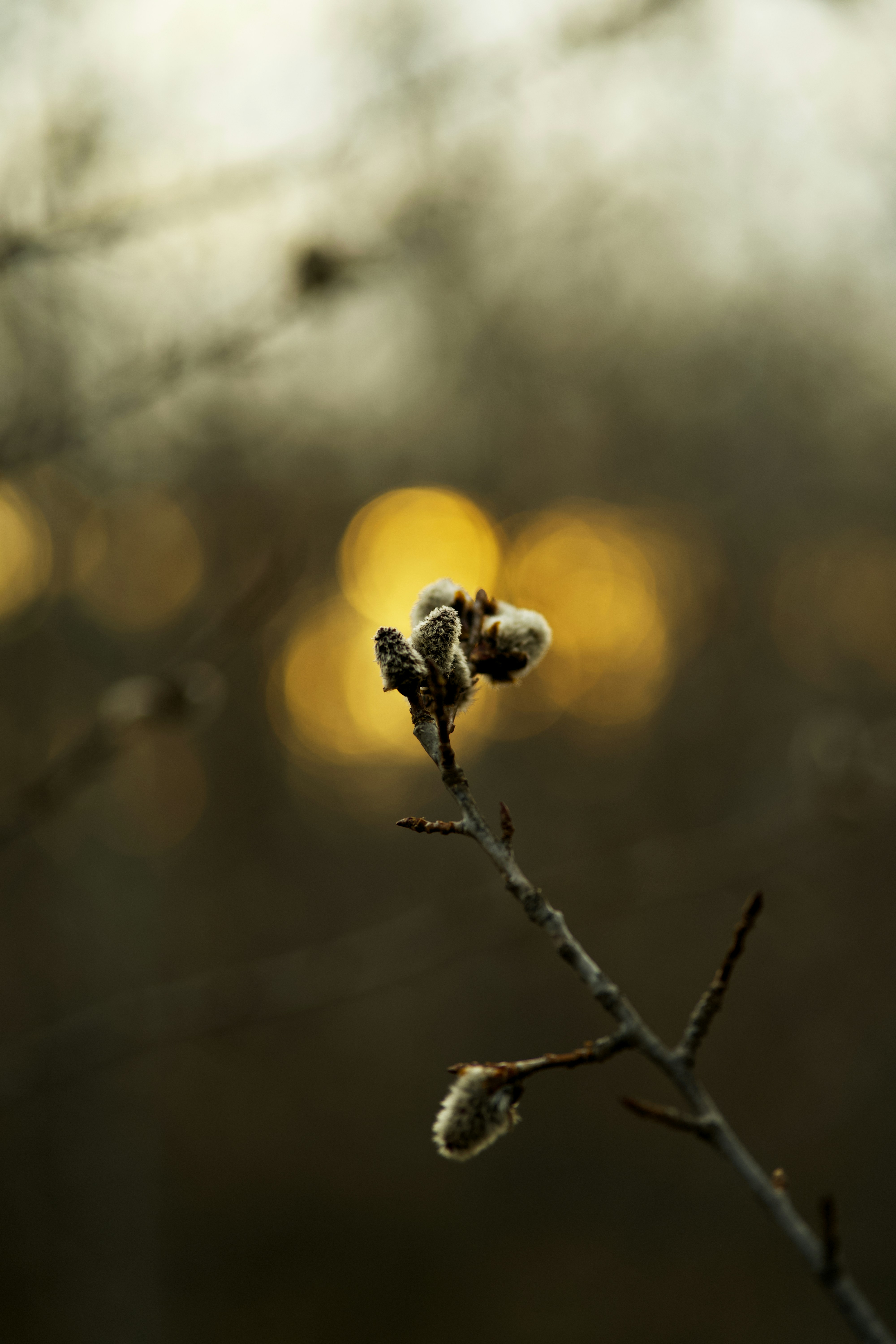The earliest sign of spring