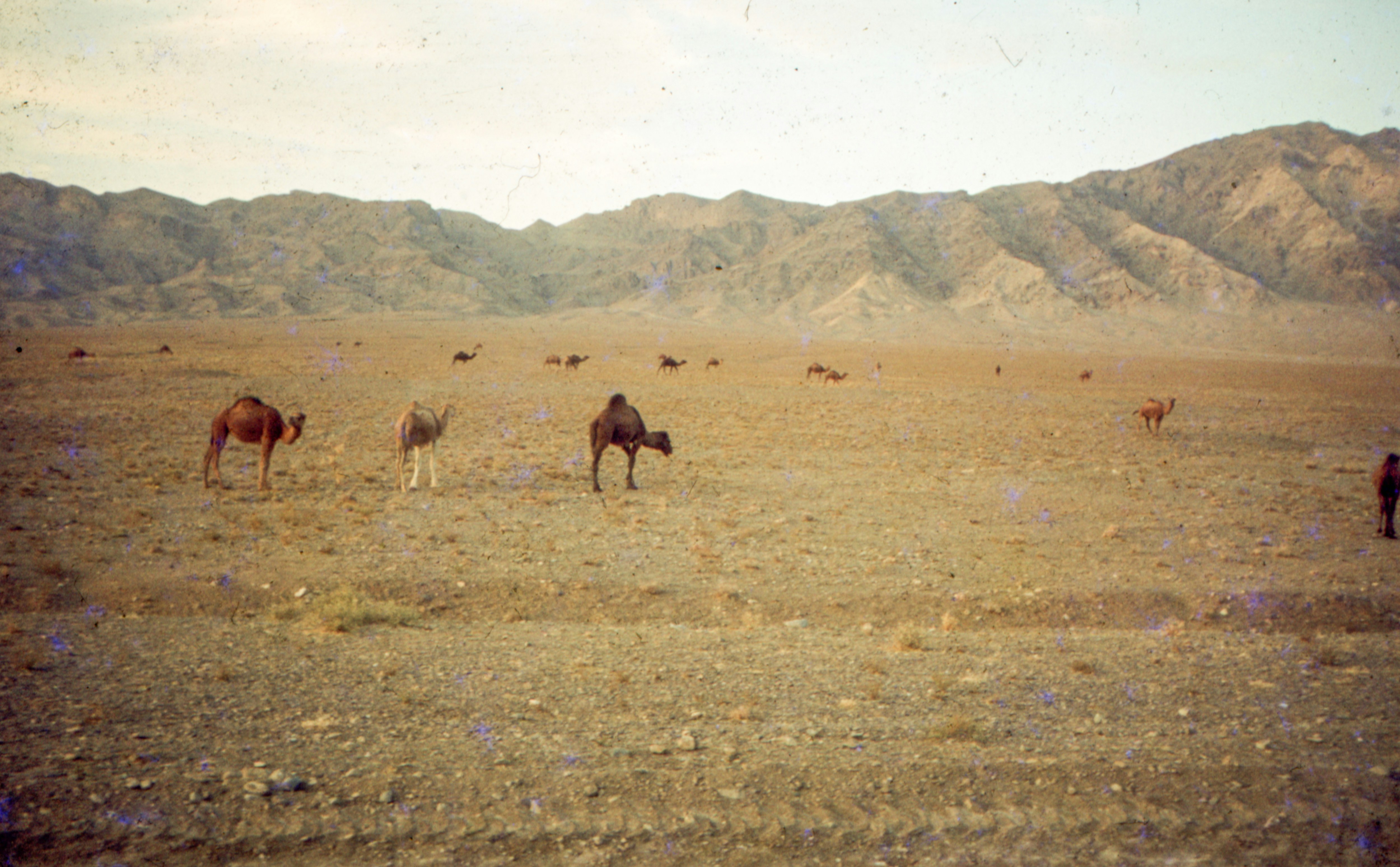 a herd of camel standing on top of a dry grass field