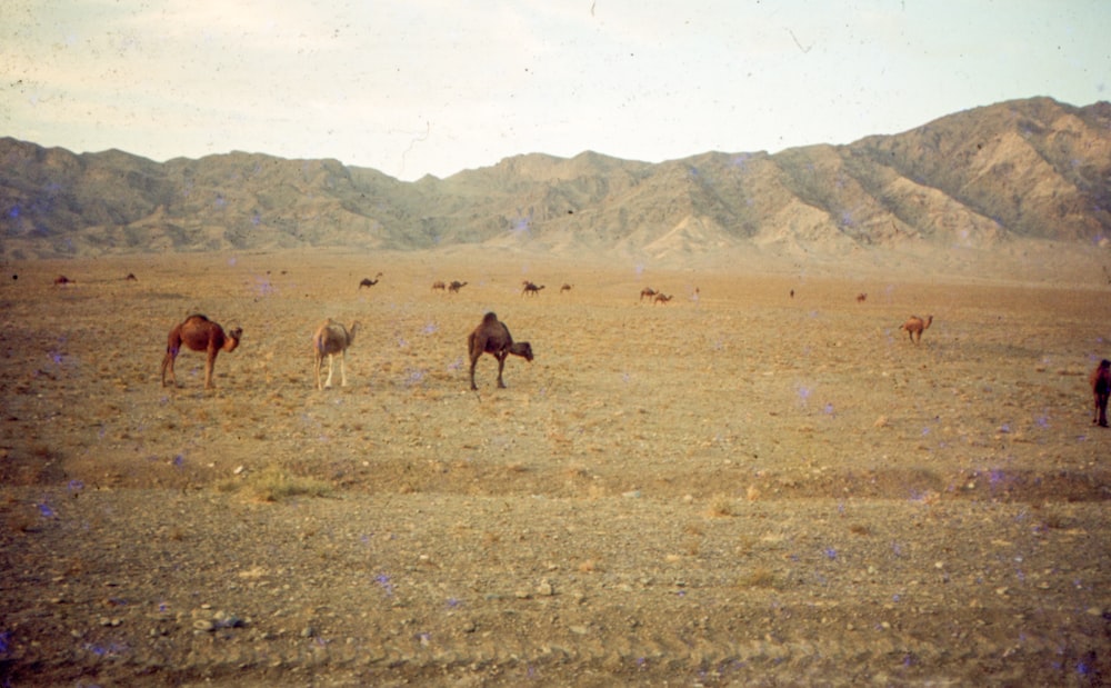 a herd of camel standing on top of a dry grass field