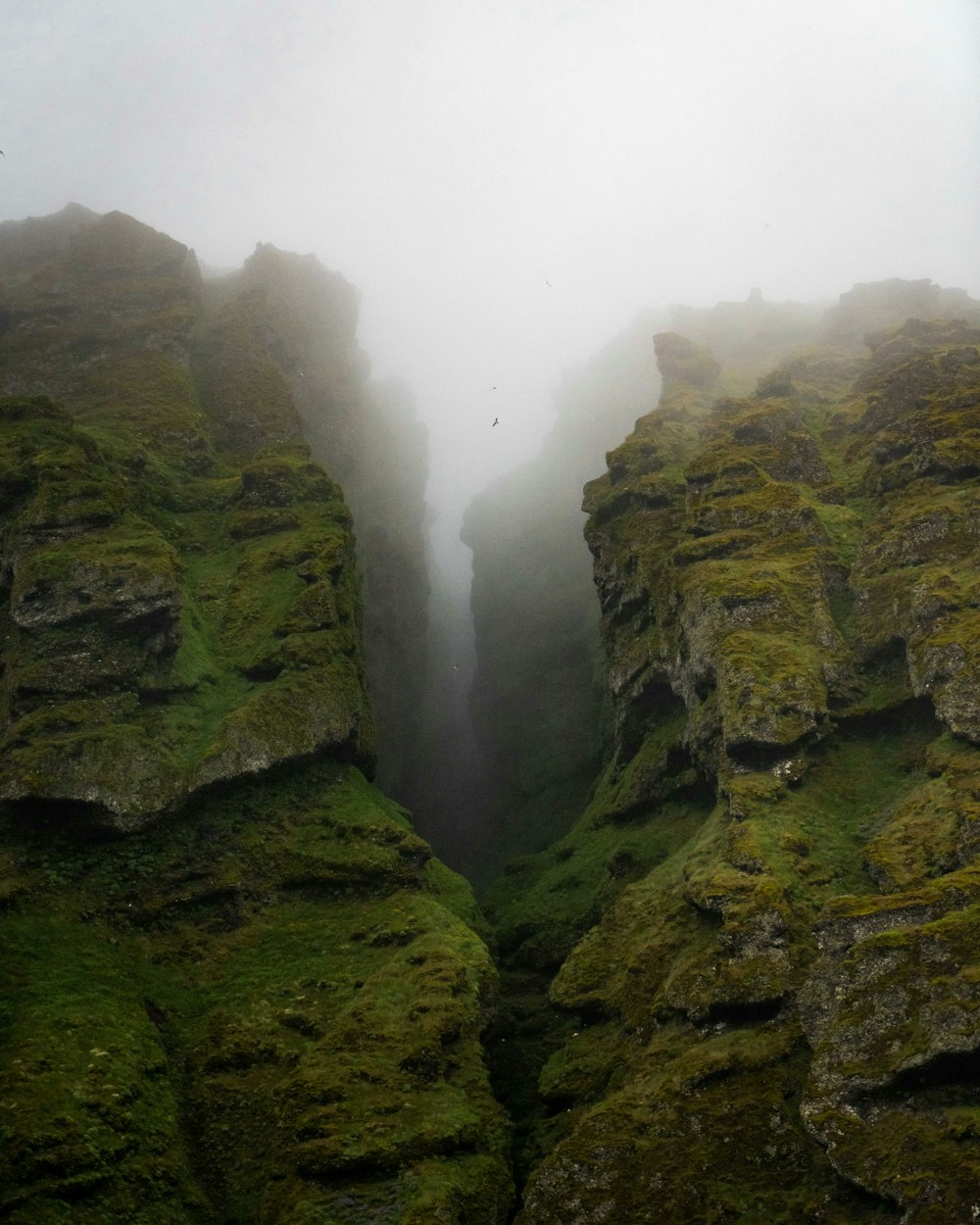 a foggy day in the mountains with moss growing on the rocks