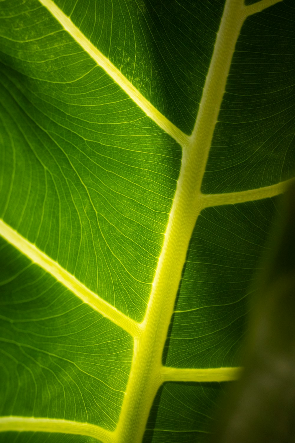 a close up of a large green leaf