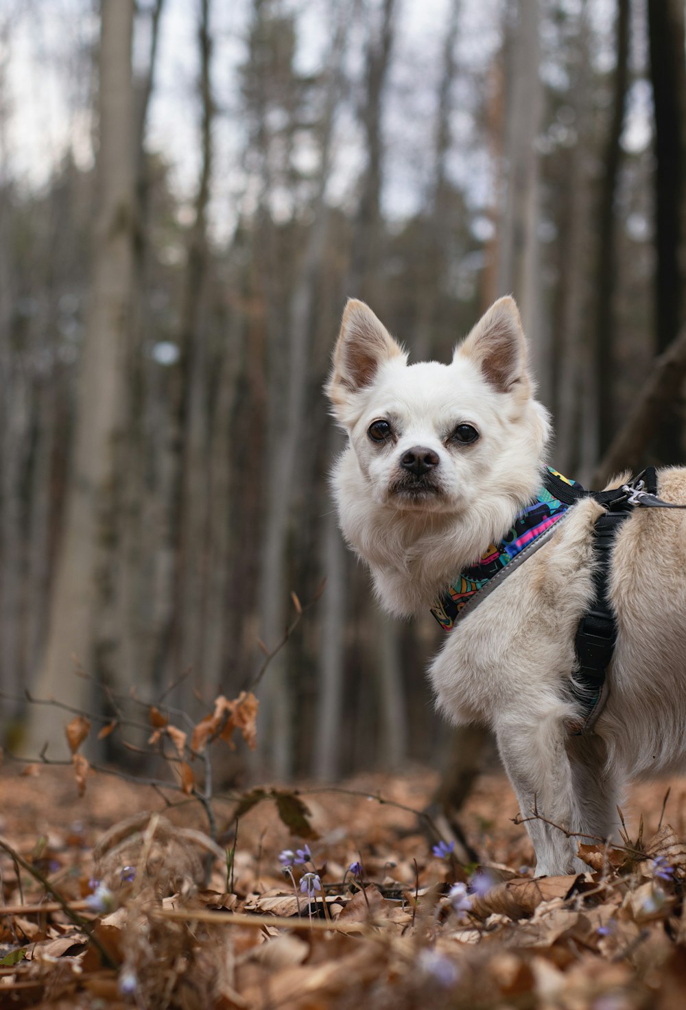 a small white dog standing in a forest