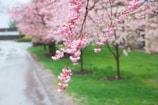 Cherry blossoms blooming along a quiet Pasadena park pathway in spring.