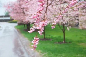 Cherry blossoms framing a serene Kyoto temple pathway in springtime