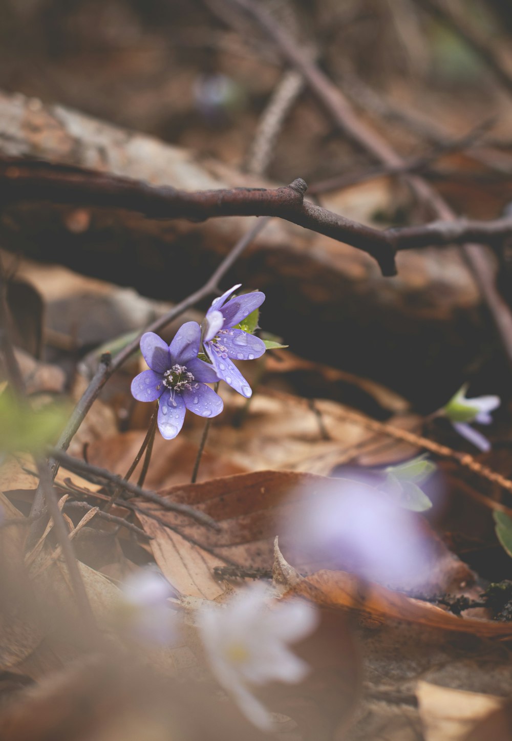 a small purple flower sitting on top of a leaf covered ground