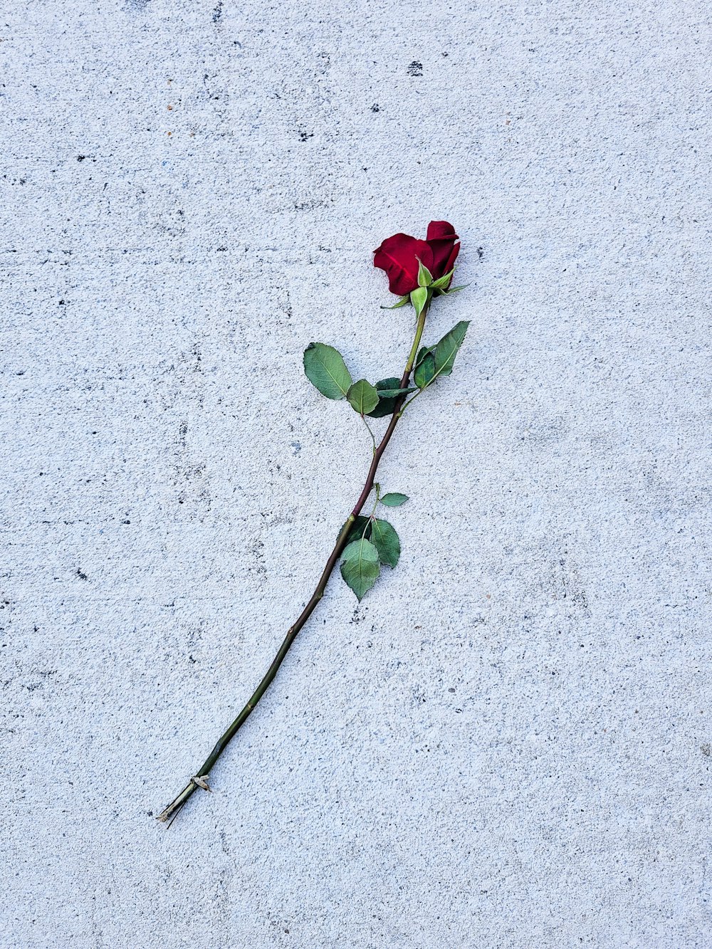 a single rose that is laying on the ground