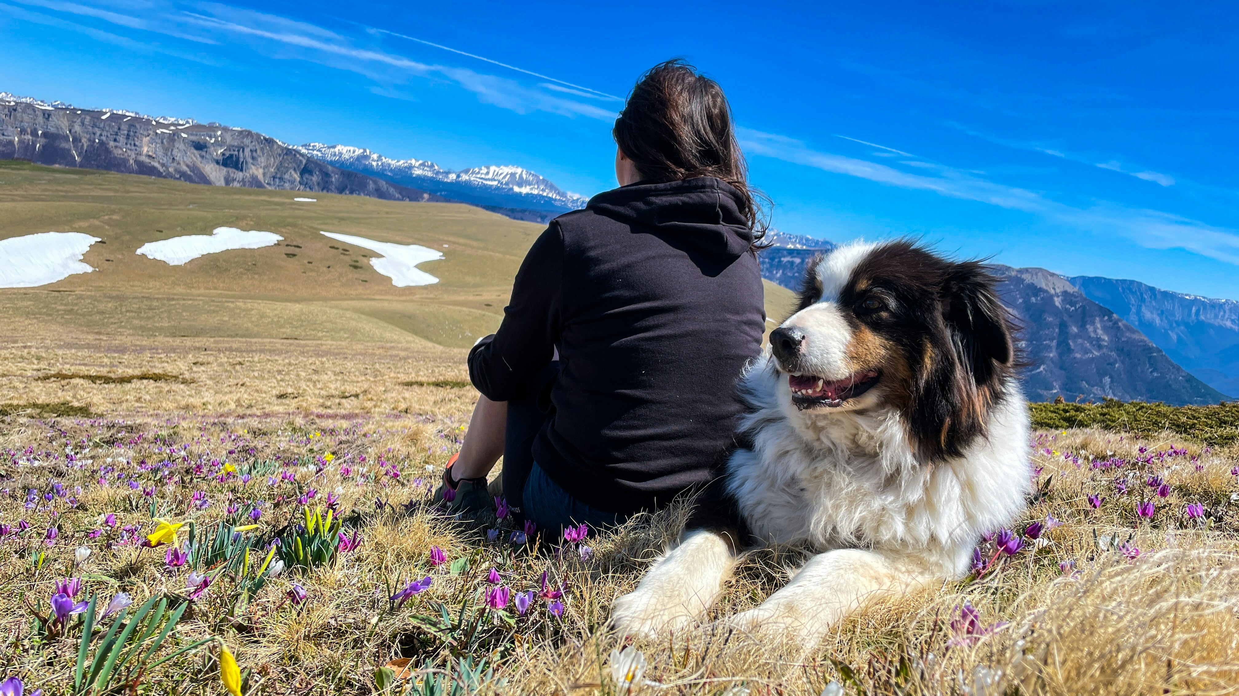 une femme assise dans un champ avec un chien