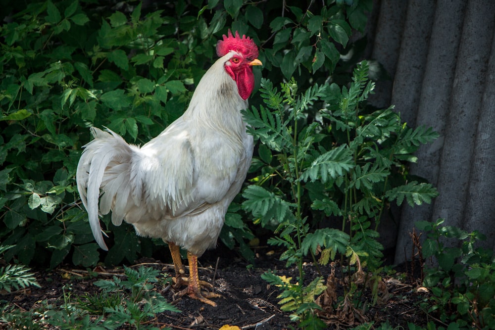 a white and red rooster standing in the grass