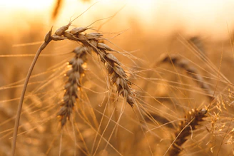a close up of a wheat plant in a field