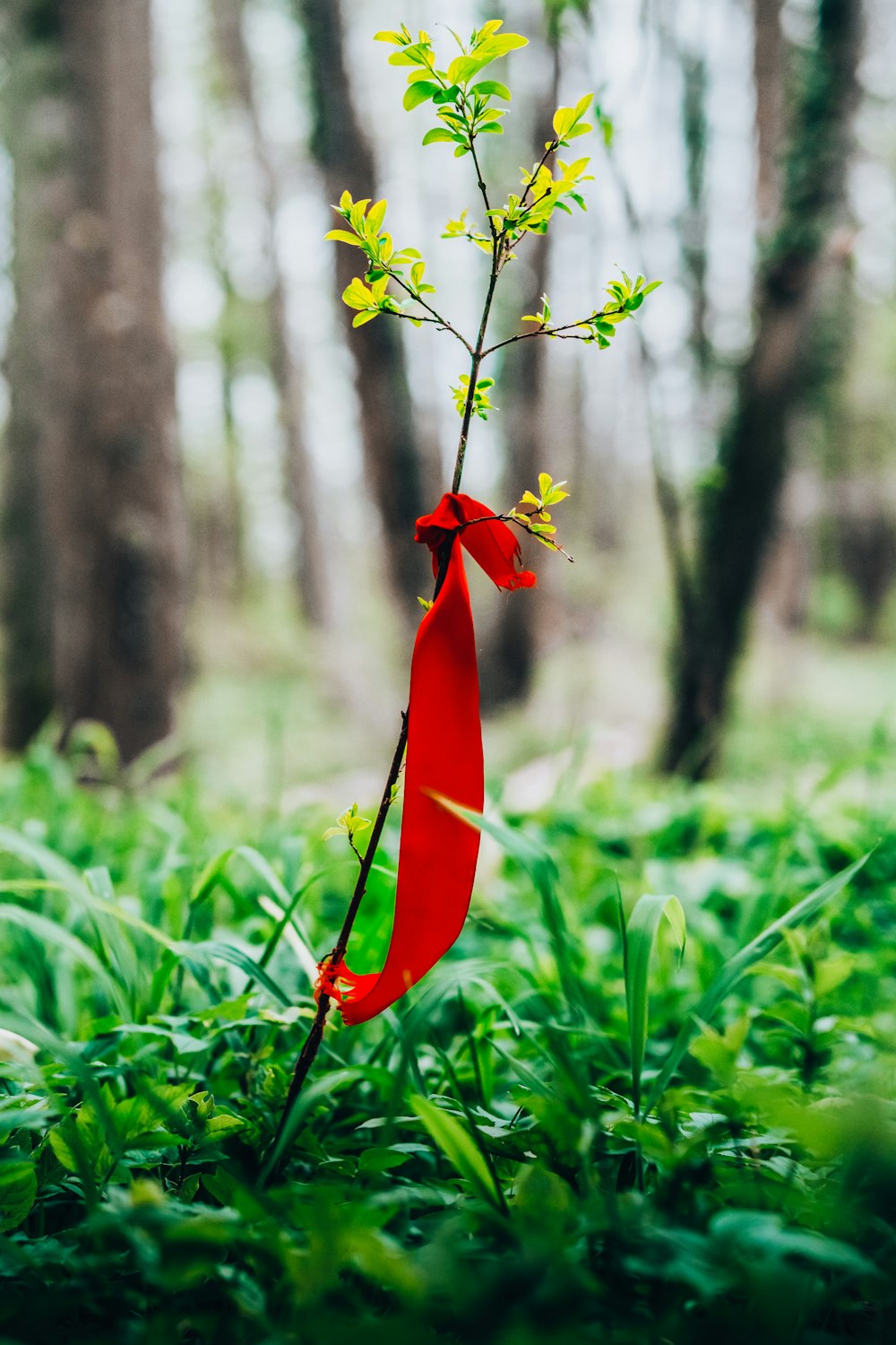 ein rotes Band, das an einen Baum in einem Wald gebunden ist