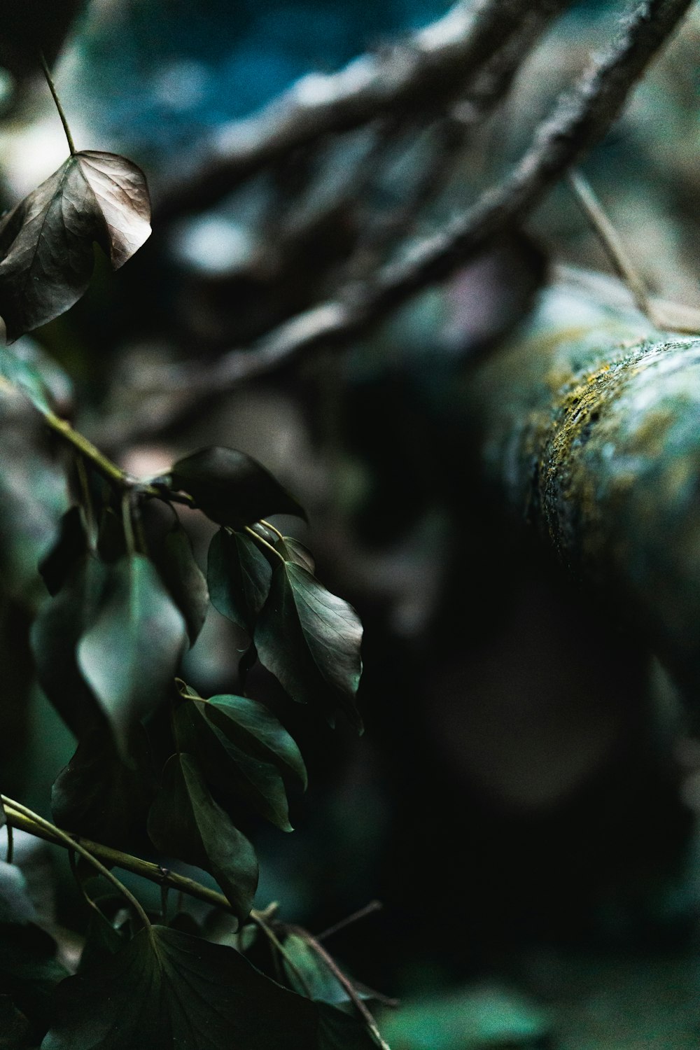 a close up of a branch with leaves on it