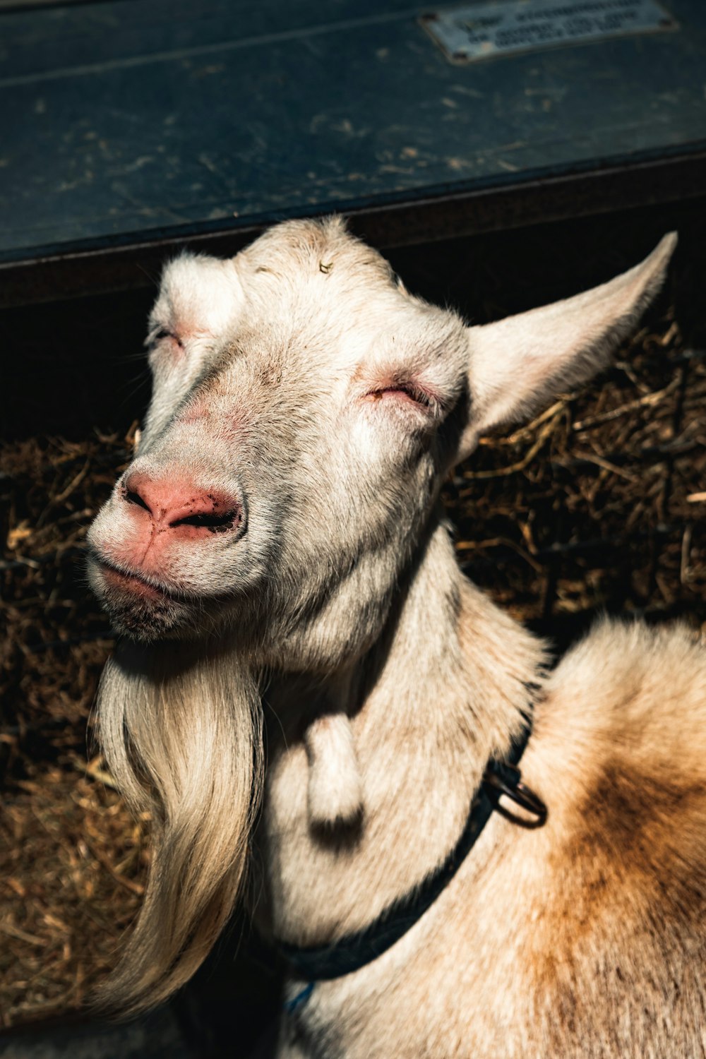 a close up of a goat with its eyes closed