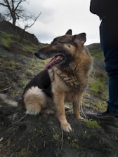 A German Shepherd dog sits on a grassy and rocky terrain, looking to the side with its mouth open and tongue out slightly. The dog's fur is a mix of black and tan, appearing thick and fluffy. A person stands nearby, partially visible, wearing dark pants and shoes. The background features a cloudy sky, a few bare trees, and a hilly landscape.