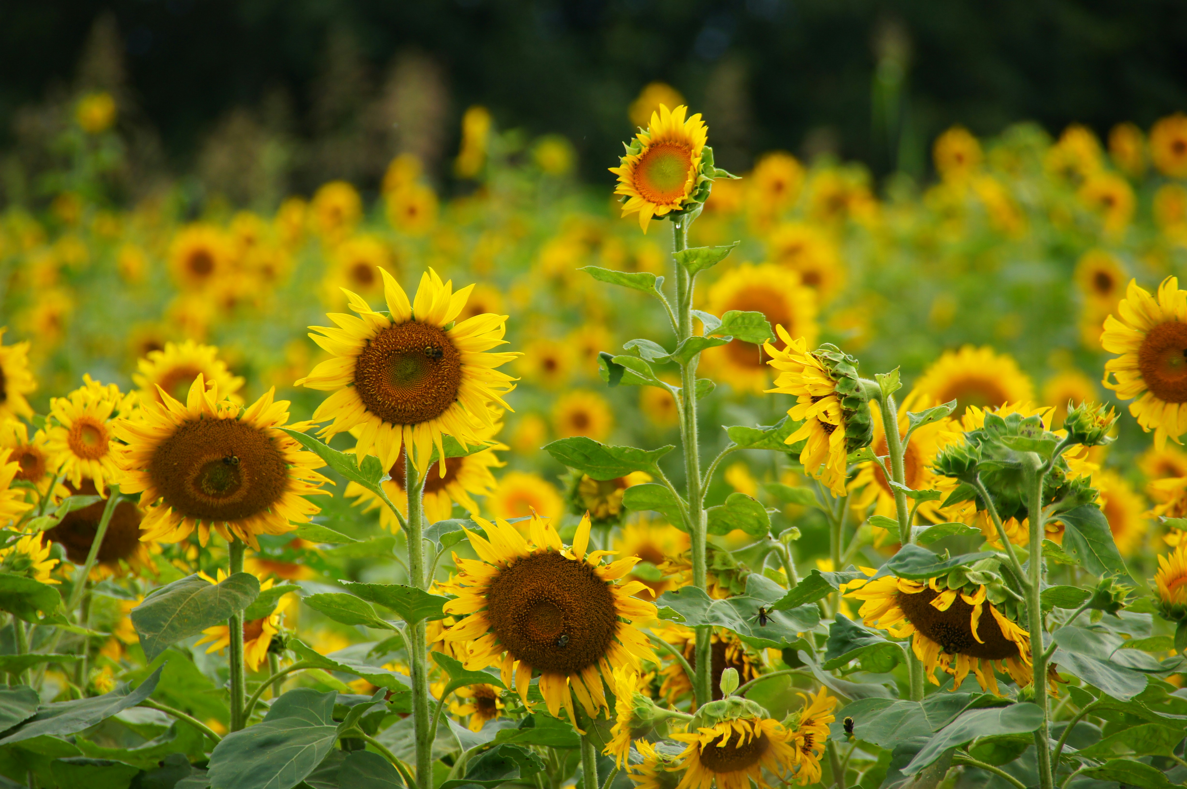 Photo by tammybrooks