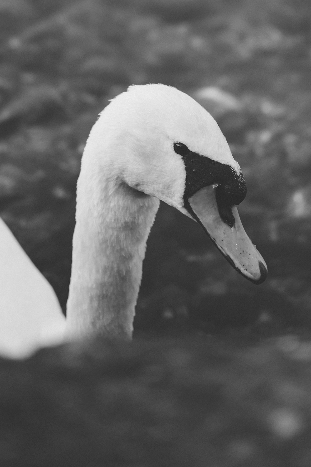 a close up of a swan in a body of water