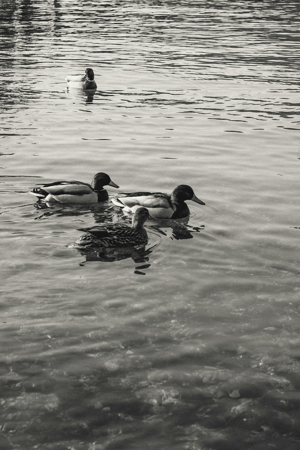 a group of ducks floating on top of a lake