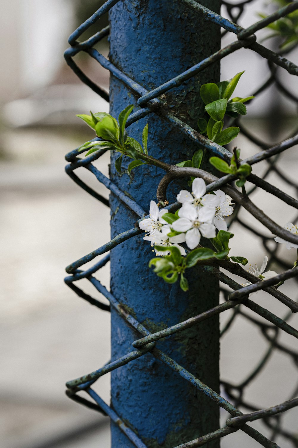 a blue pole with a bunch of white flowers on it