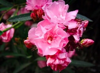 Vibrant pink flowers with soft, ruffled petals blooming against a background of dark green leaves. Some buds are partially opened, displaying varying shades of pink.