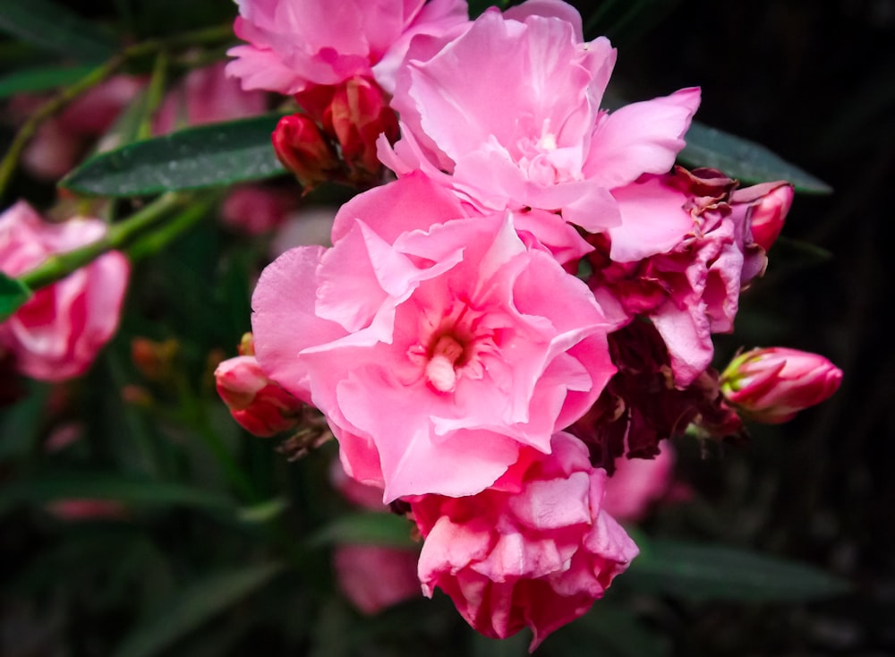 a close up of pink flowers with green leaves