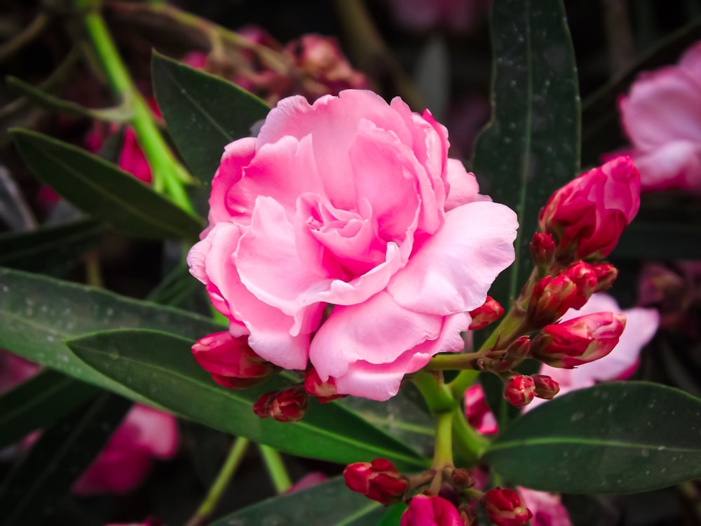um close up de uma flor rosa com folhas verdes
