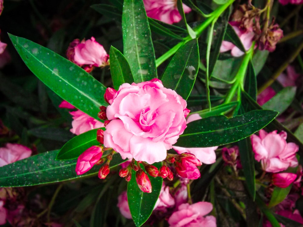 a close up of a pink flower with green leaves