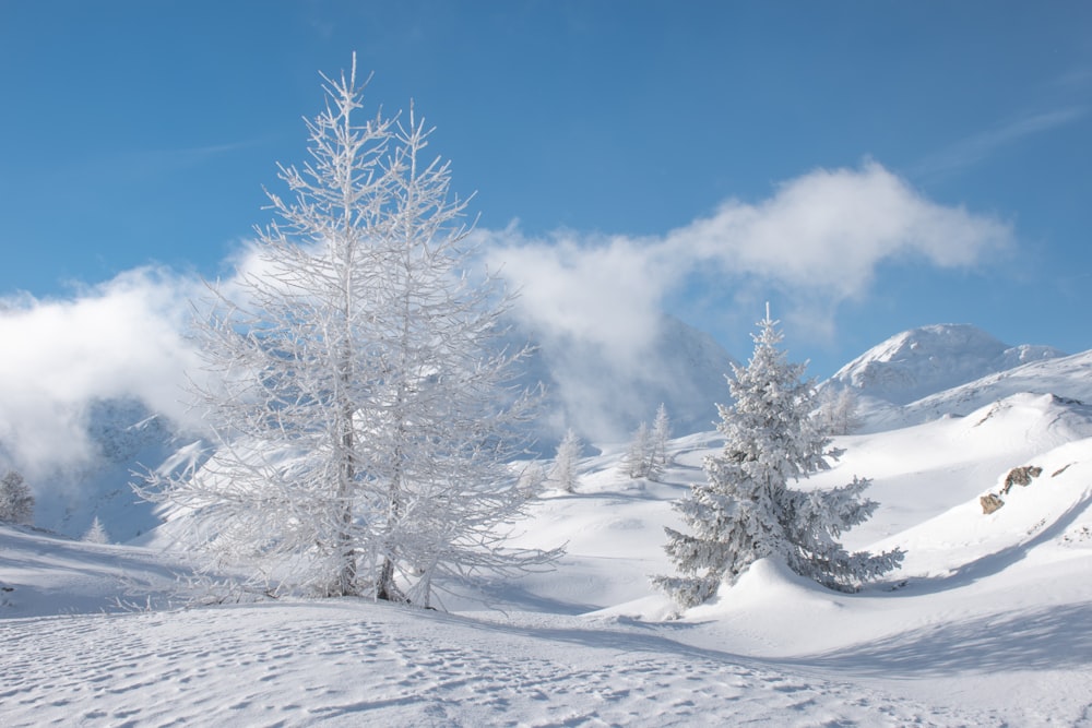 uma paisagem nevada com árvores e nuvens ao fundo