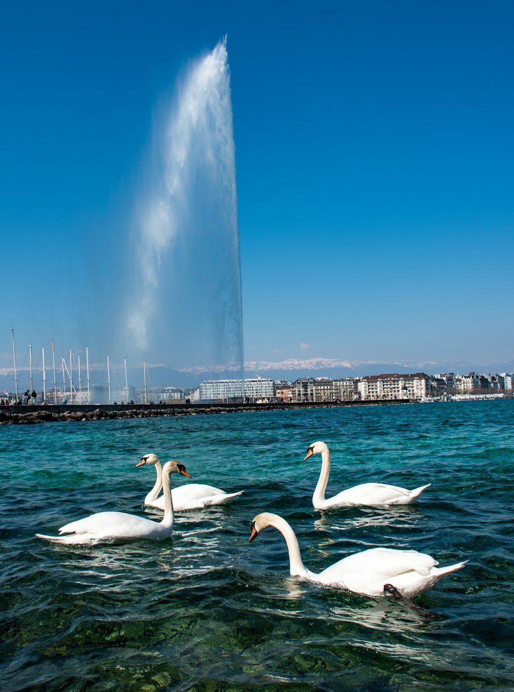 two swans swimming in the water near a fountain