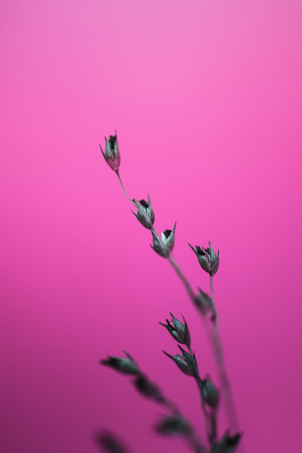 a pink background with a single flower in the foreground