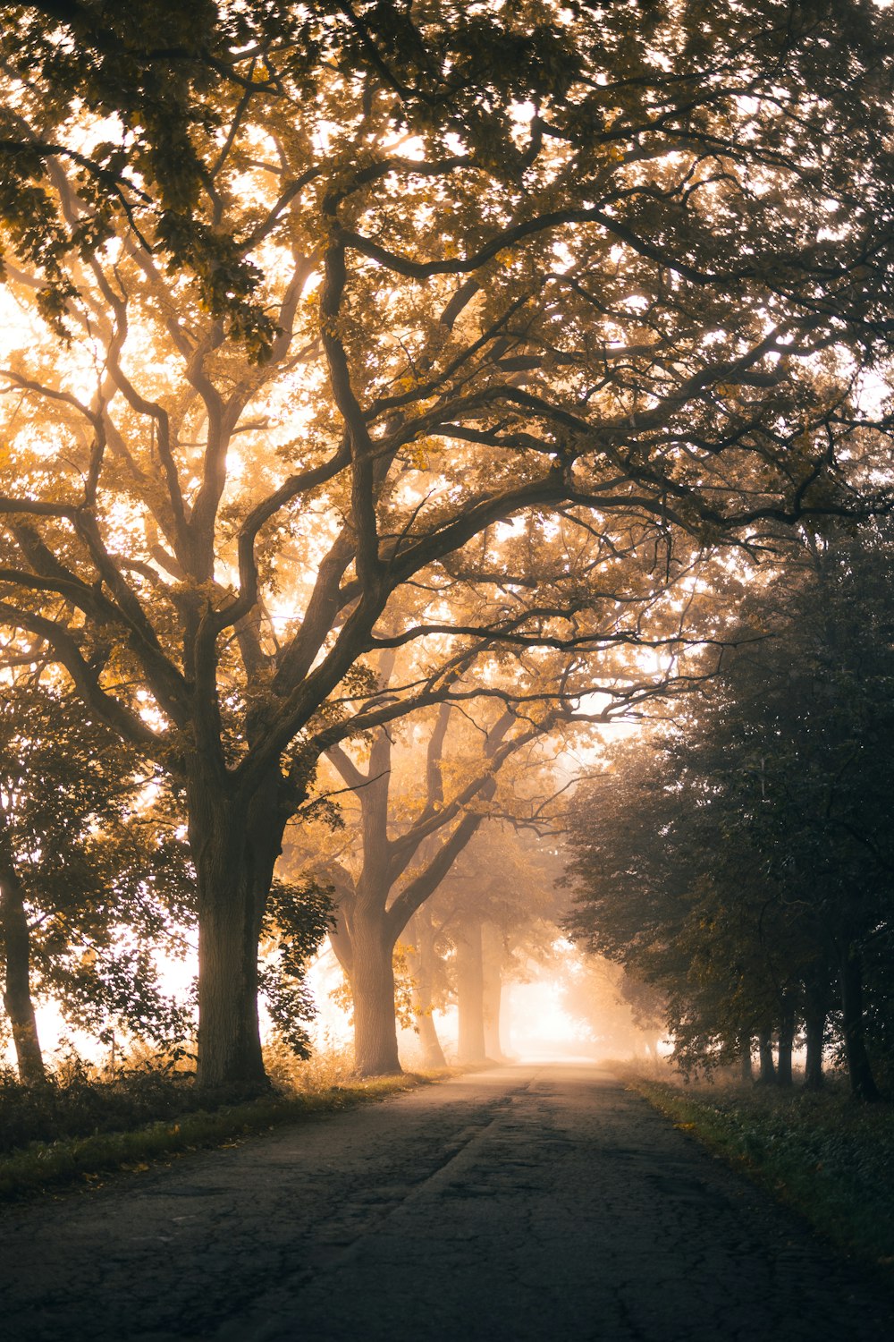 a dirt road with trees on both sides of it