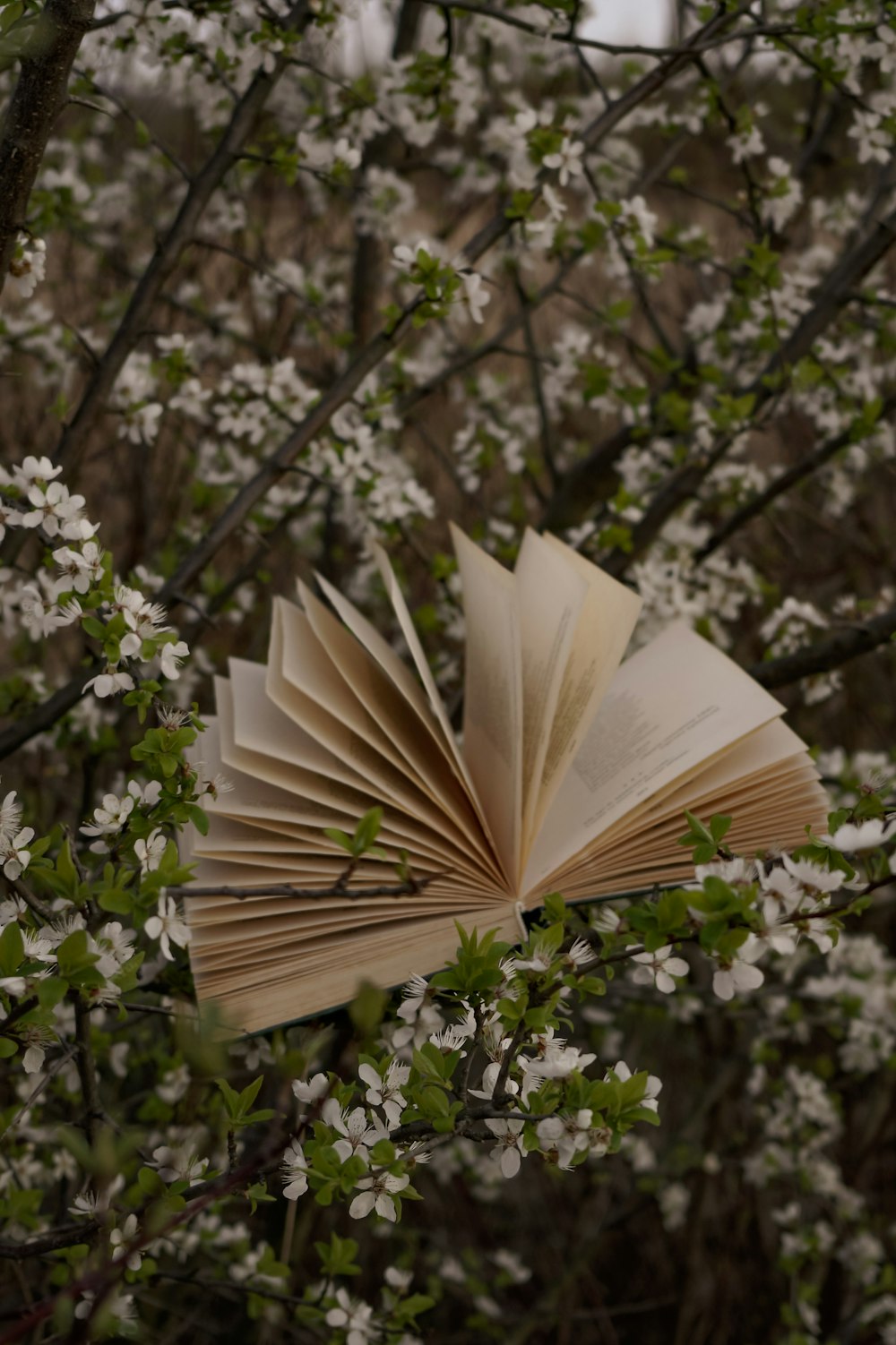 an open book sitting on top of a tree