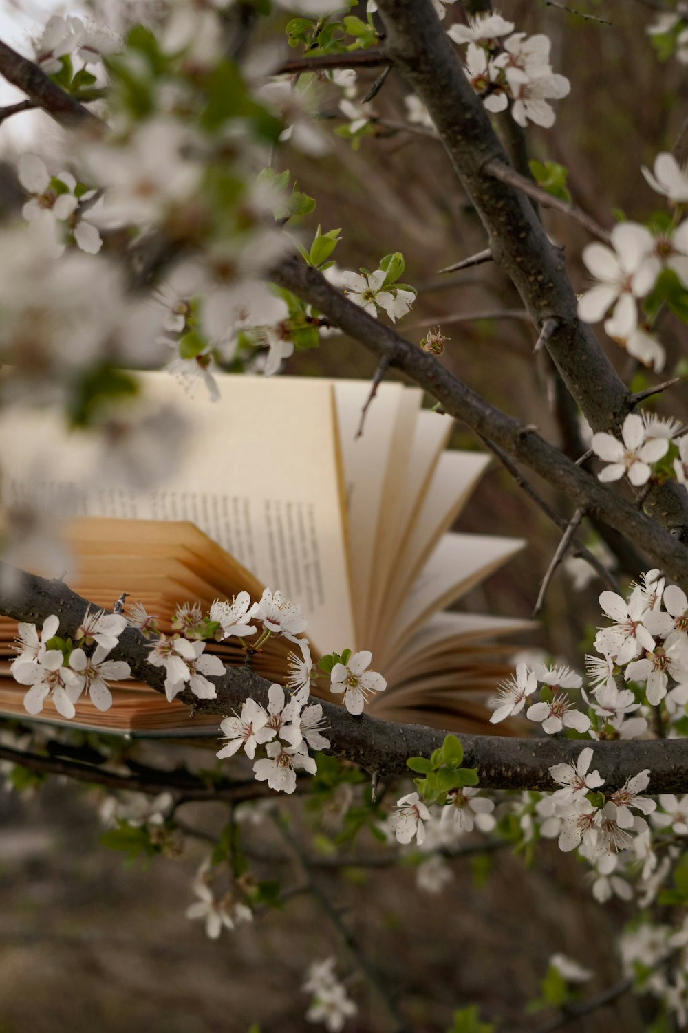 an open book sitting on top of a tree branch