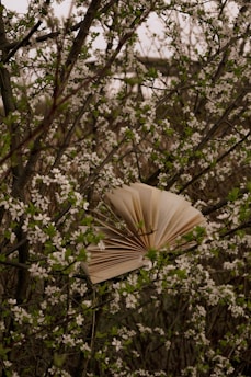 an open book sitting on top of a tree