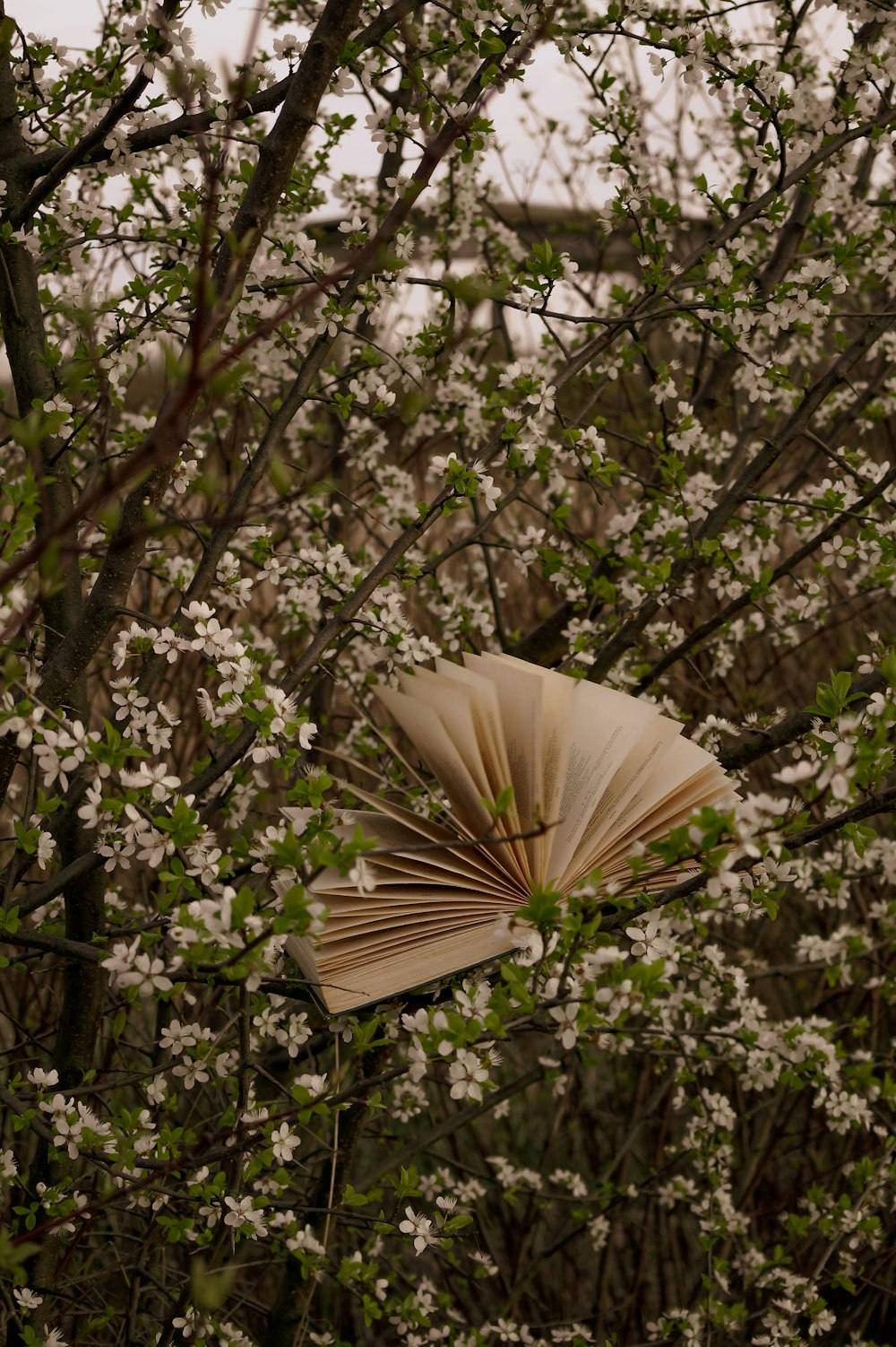 Un livre ouvert posé au sommet d’un arbre