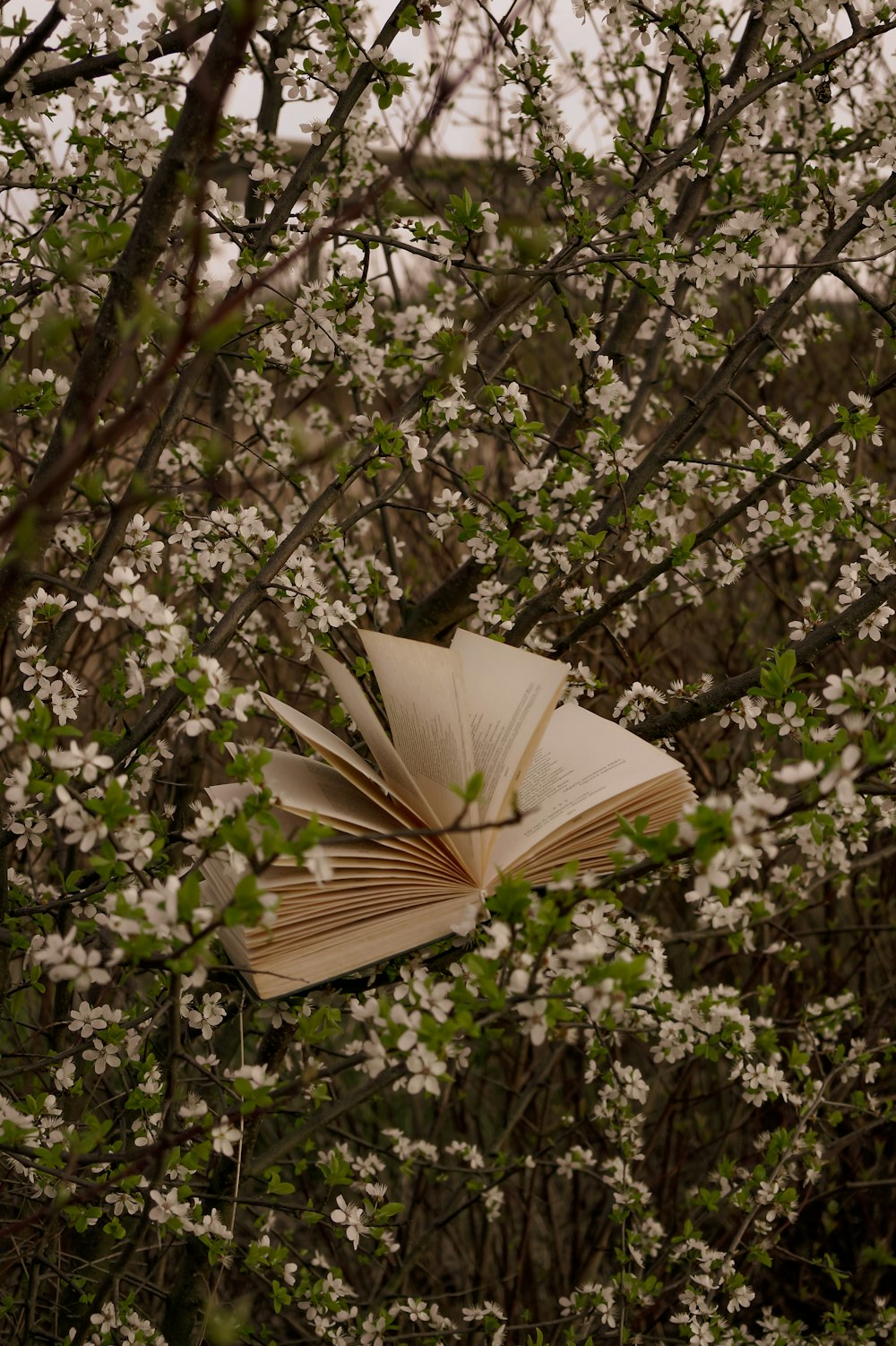 an open book sitting on top of a tree filled with white flowers