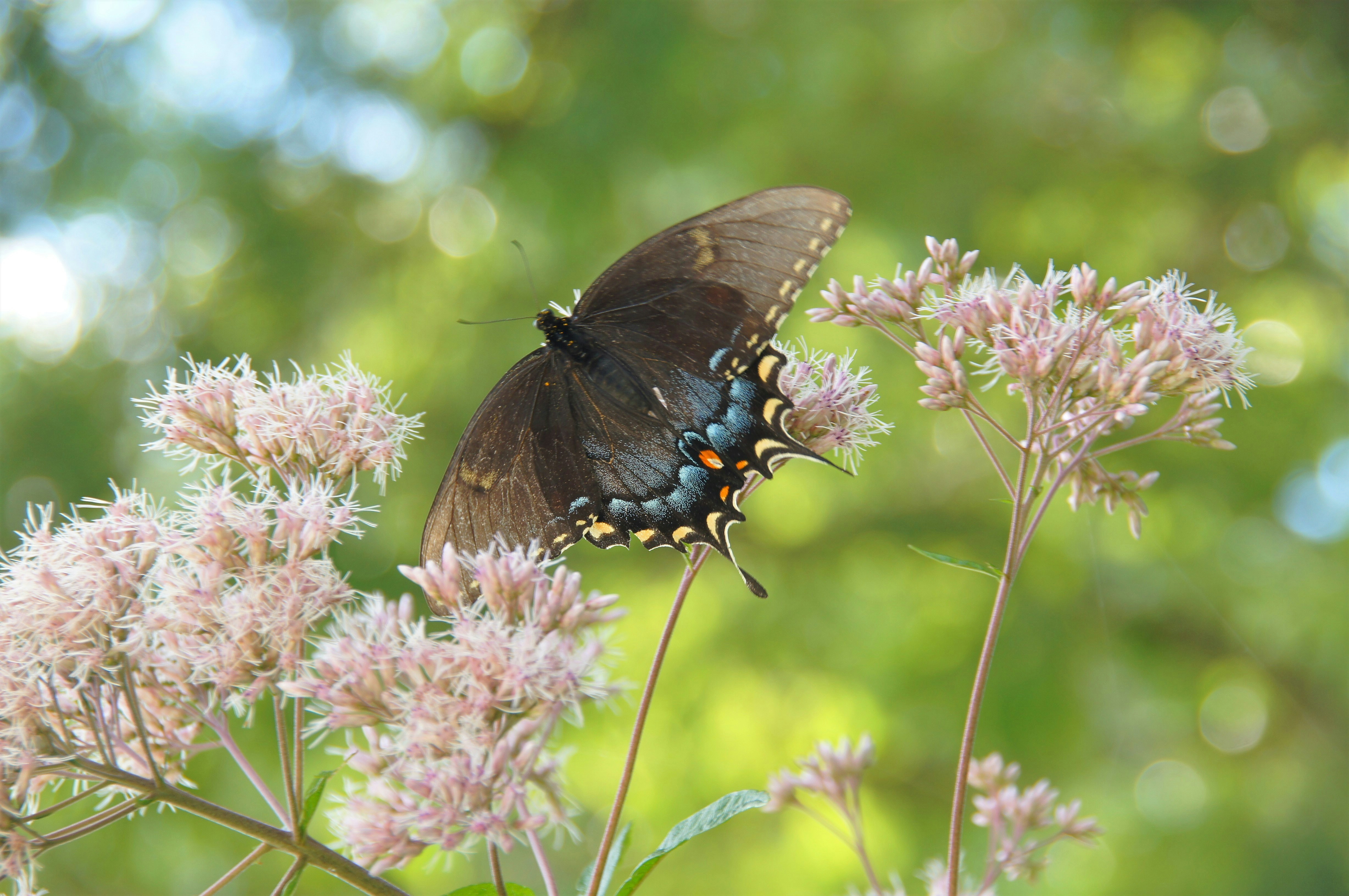 Photo by tammybrooks