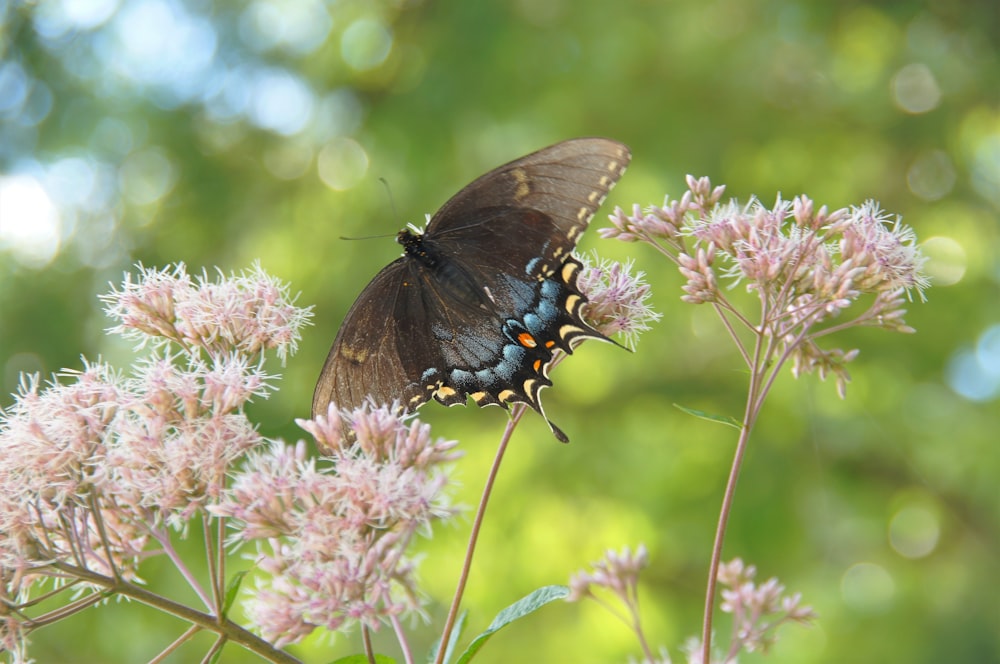 a butterfly sitting on top of a pink flower