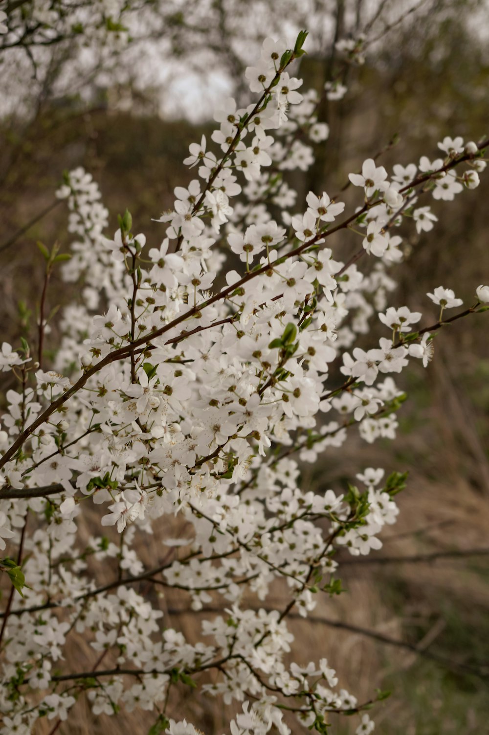 a tree with white flowers in a field