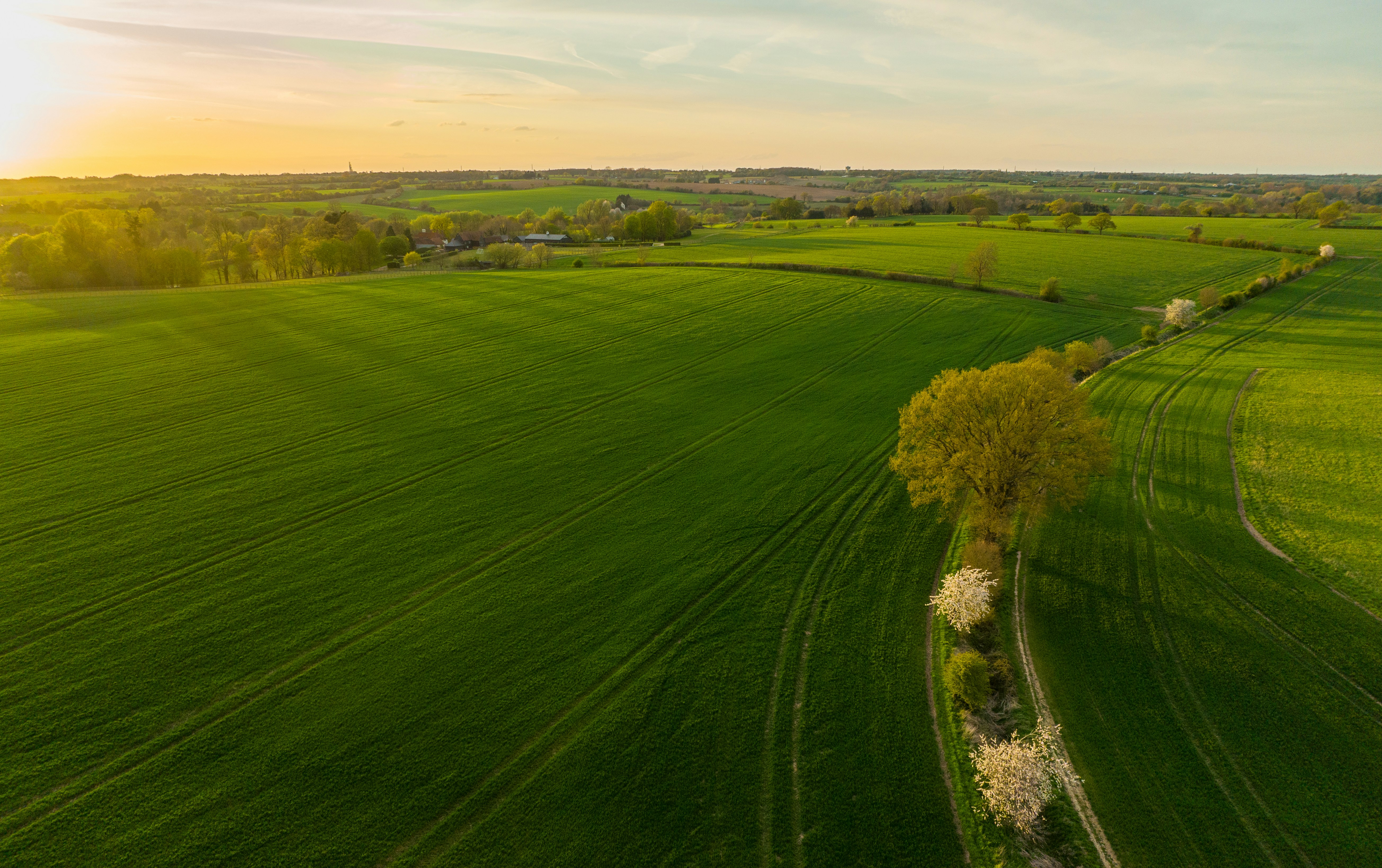 an aerial view of a green field with a lone tree