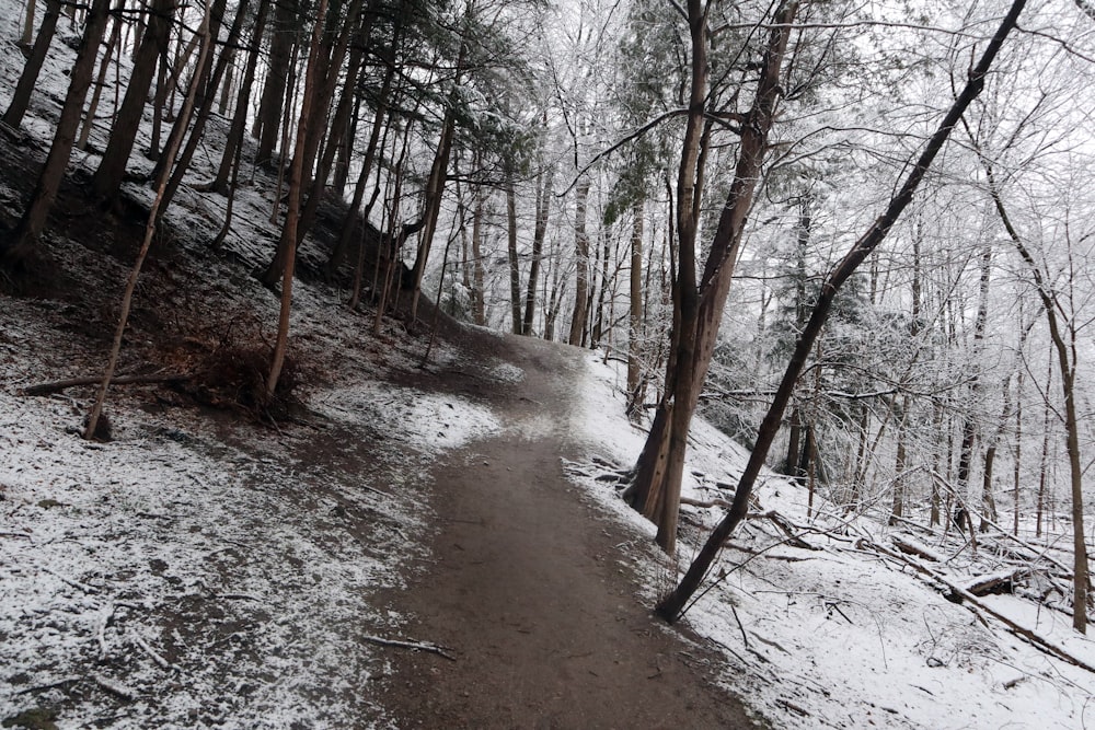 a snow covered path in the woods on a snowy day