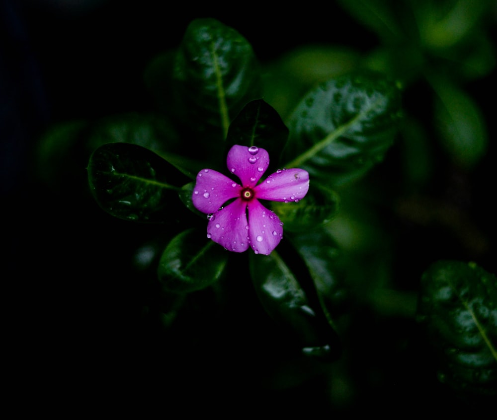 a pink flower with green leaves in the background