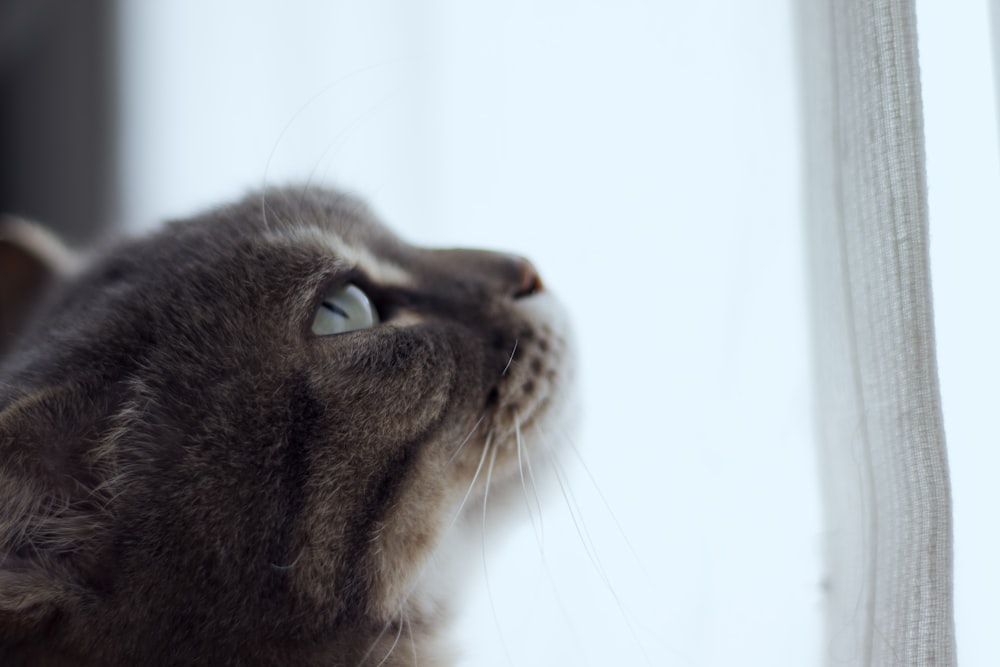 a gray cat looking up at the sky