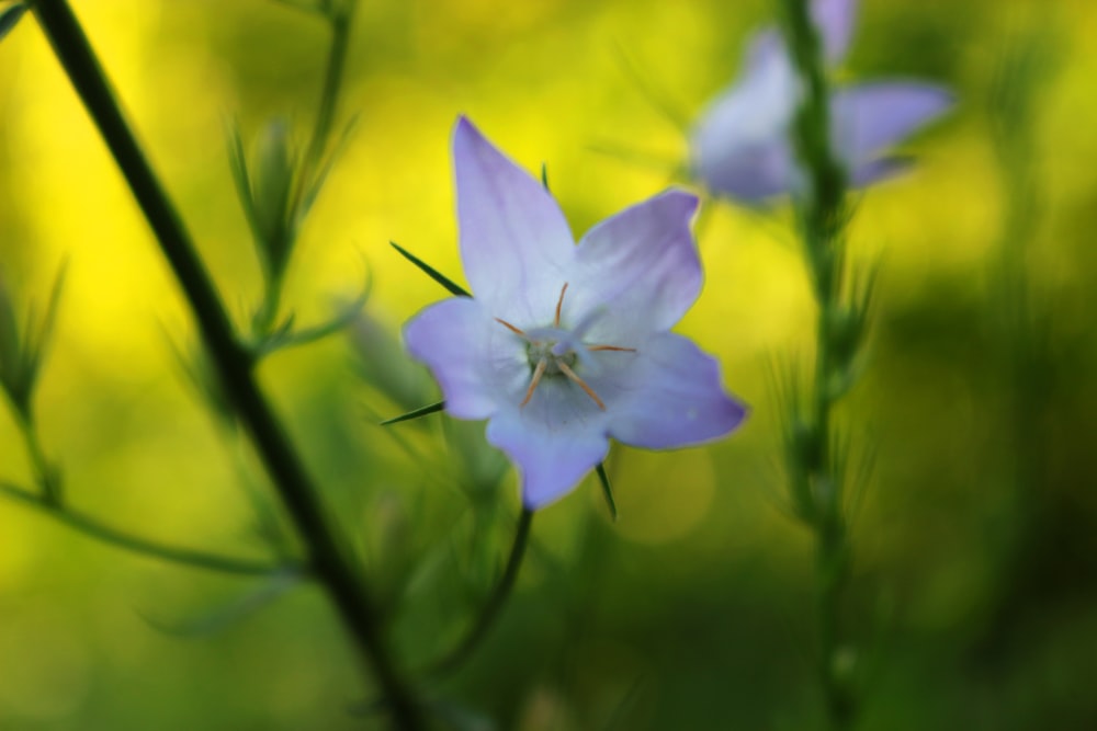 a close up of a flower with blurry background