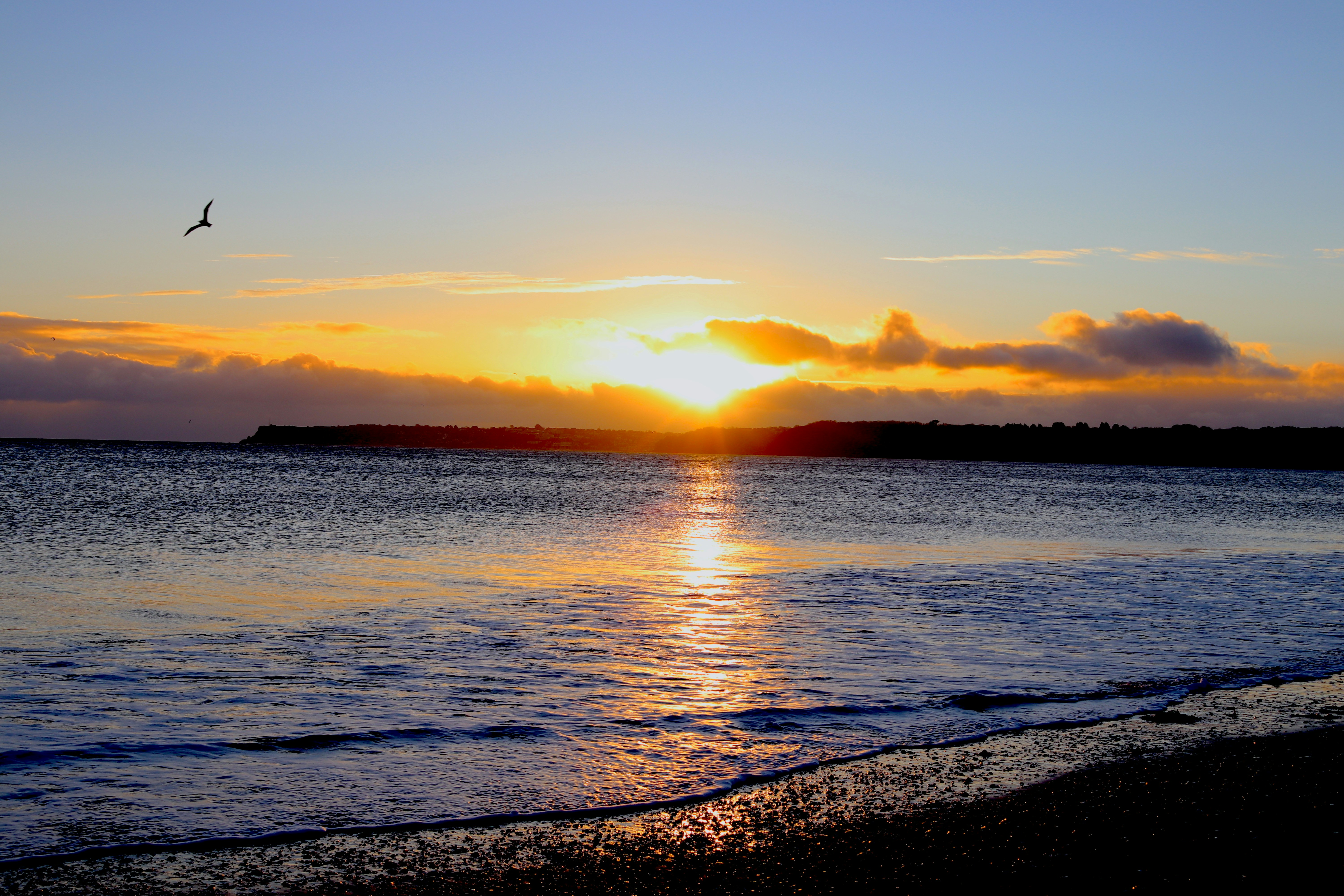 a bird flying over a body of water at sunset