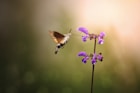 a hummingbird flying over a purple flower