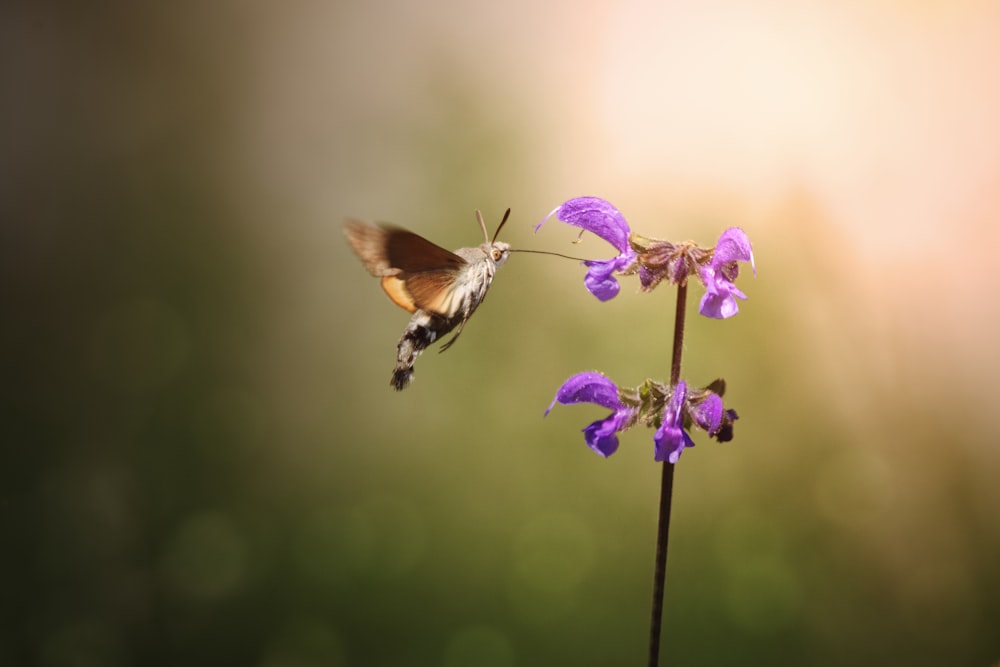 a hummingbird flying over a purple flower