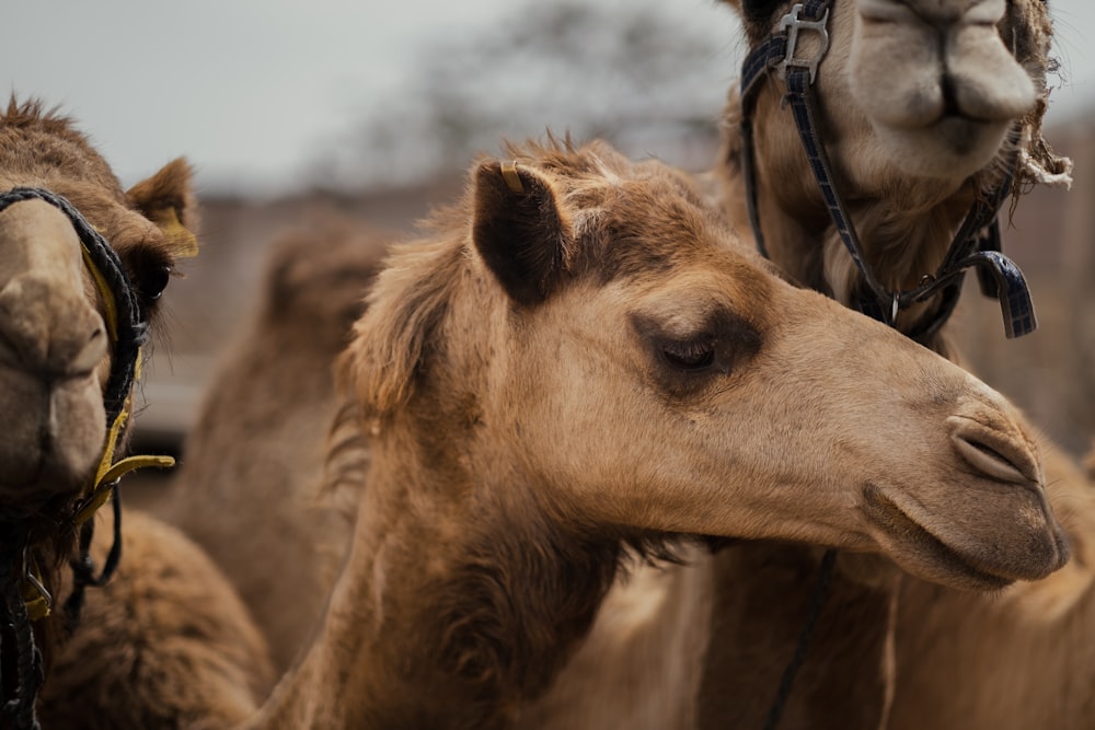 a camel with a saddle on its back