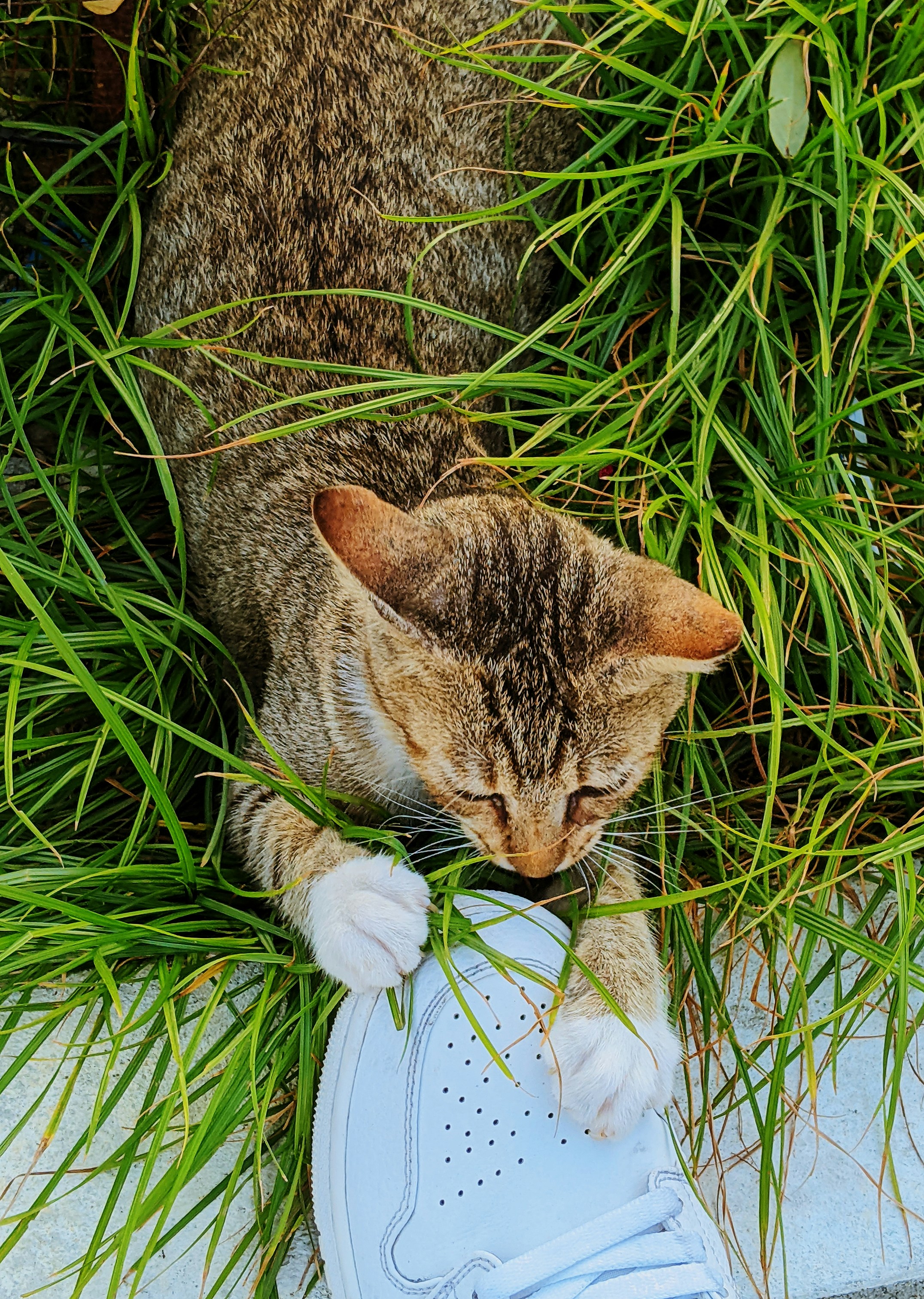 Eine Katze schnüffelt an einem Schuh im Gras