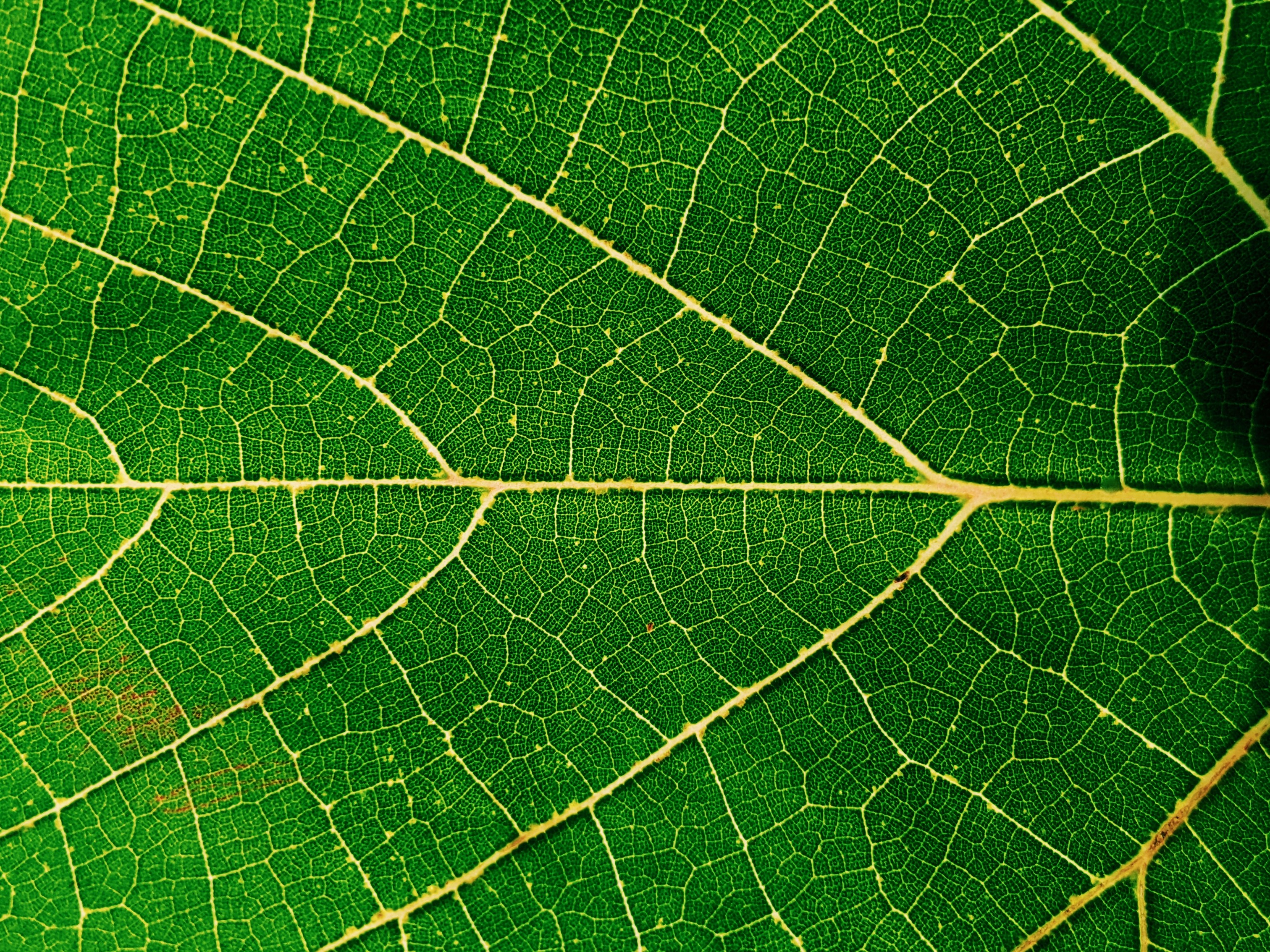 Nahaufnahme eines grünen Blattes