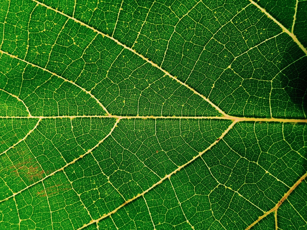 a close up view of a green leaf